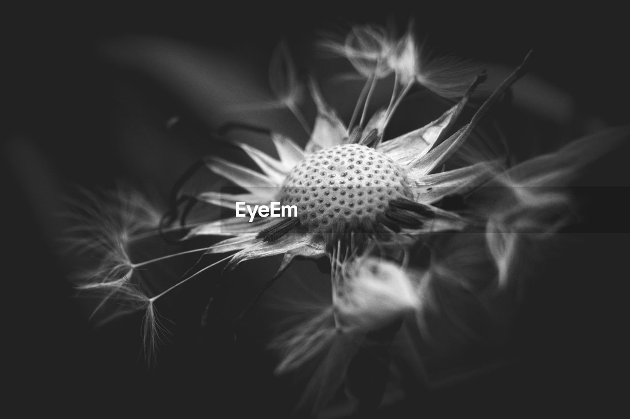 Close-up of dandelion