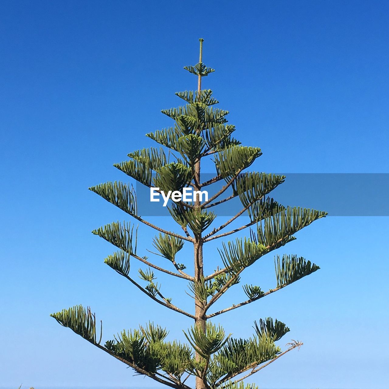 LOW ANGLE VIEW OF TREE AGAINST CLEAR BLUE SKY