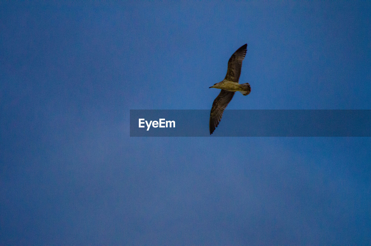 LOW ANGLE VIEW OF SEAGULL FLYING IN SKY