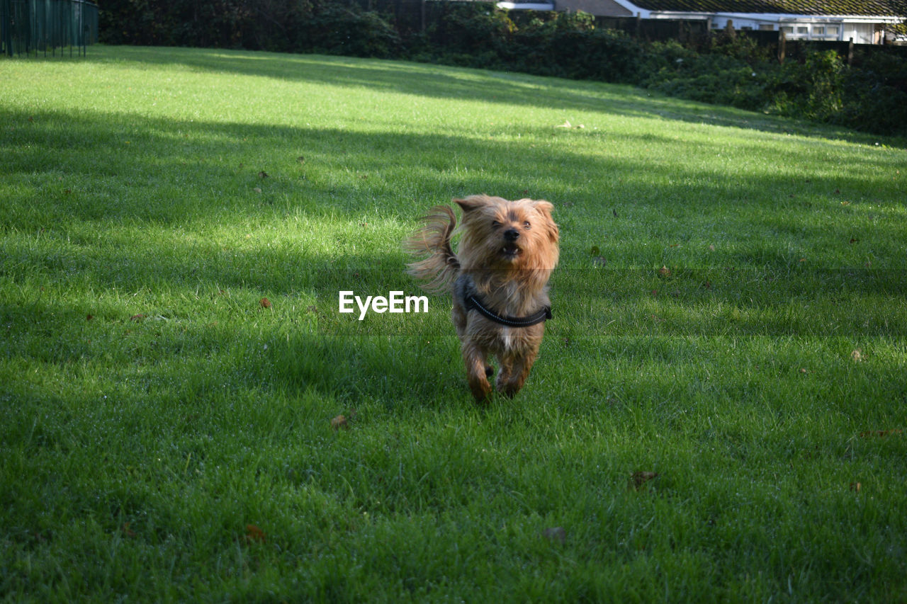 Dog running on grassy field