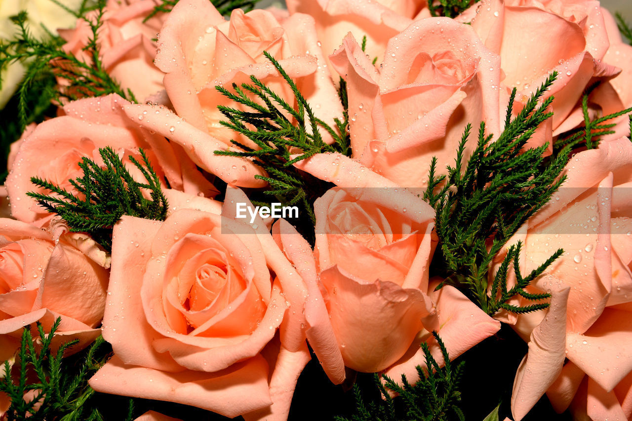 CLOSE-UP OF ROSE BOUQUET ON PLANT