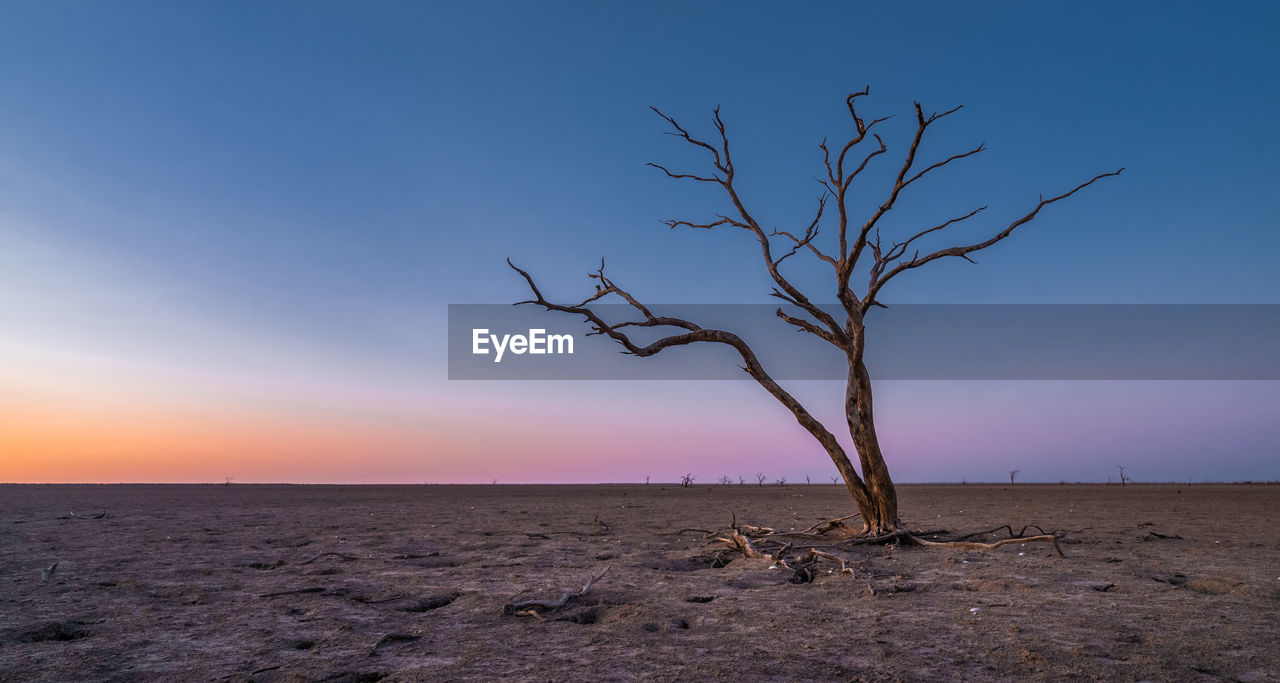 Bare tree on landscape against sky during sunset