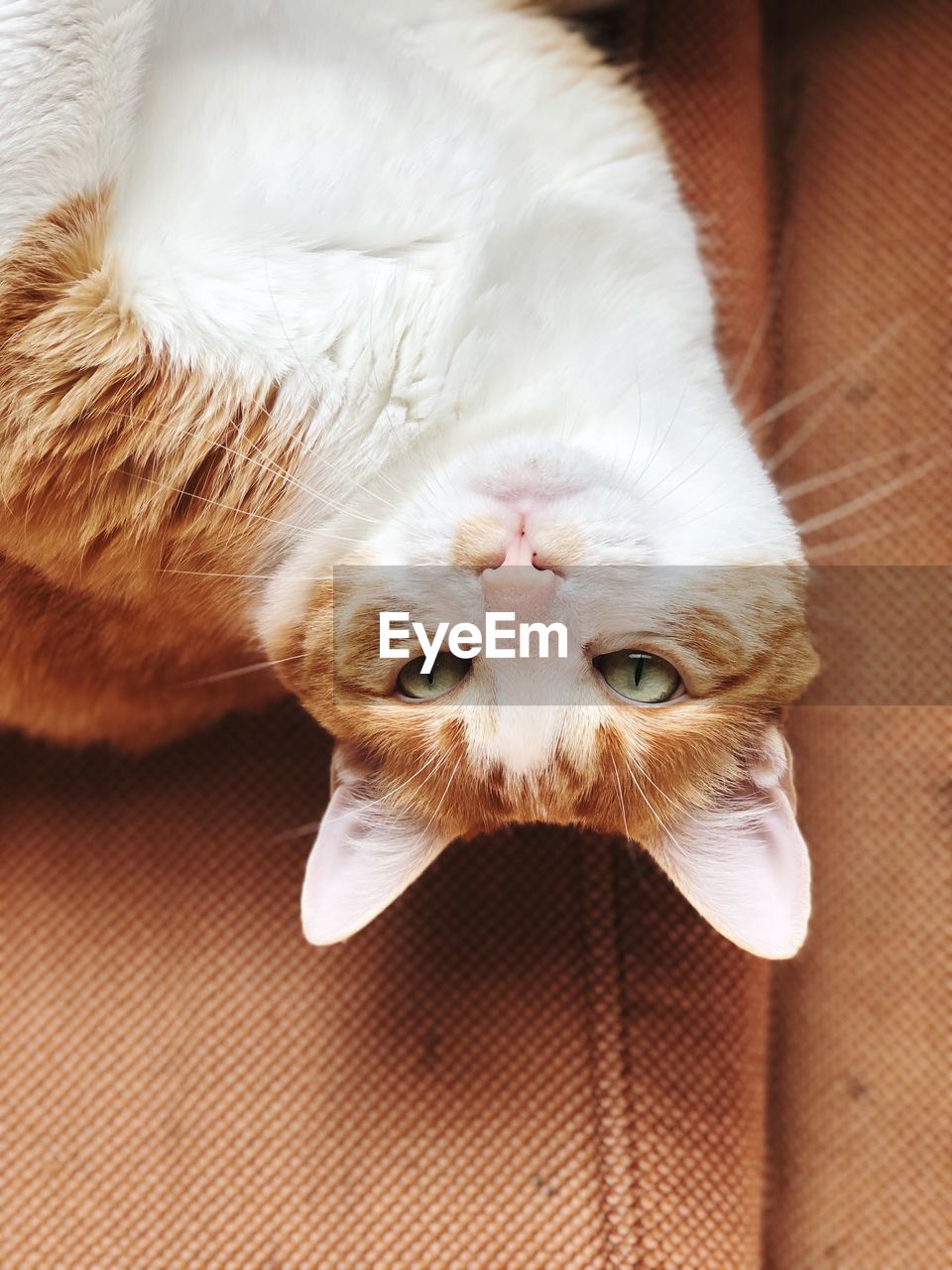 Close-up portrait of a cat