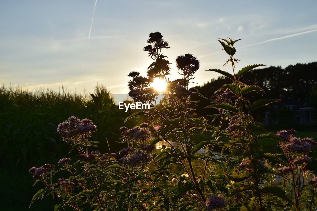 Close-up of flowering plants against sunset sky