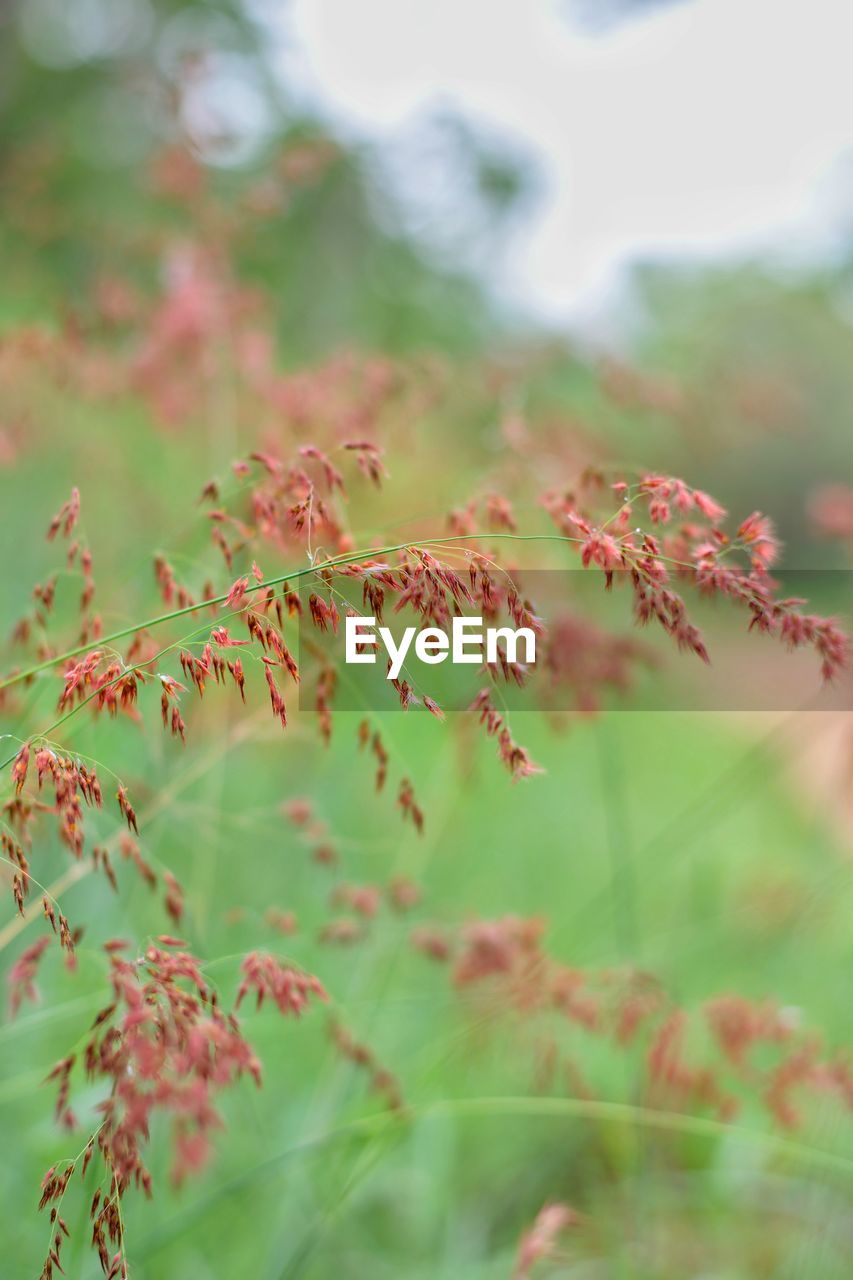 Close-up of flowering plant leaves on field