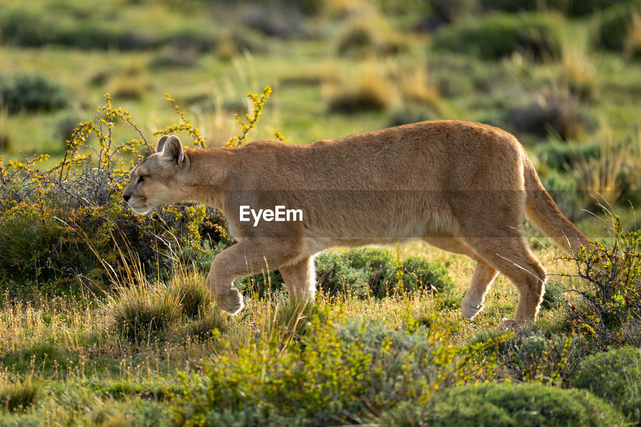 animal, animal themes, mammal, animal wildlife, wildlife, one animal, side view, no people, grassland, plant, nature, grass, outdoors, deer, feline, safari, standing, prairie, savanna, wilderness, travel destinations, felidae, full length, day, carnivora, big cat