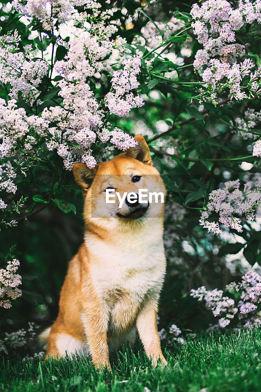 Cute dog sitting near blooming lilac shrub with green leaves and looking at camera in morning 