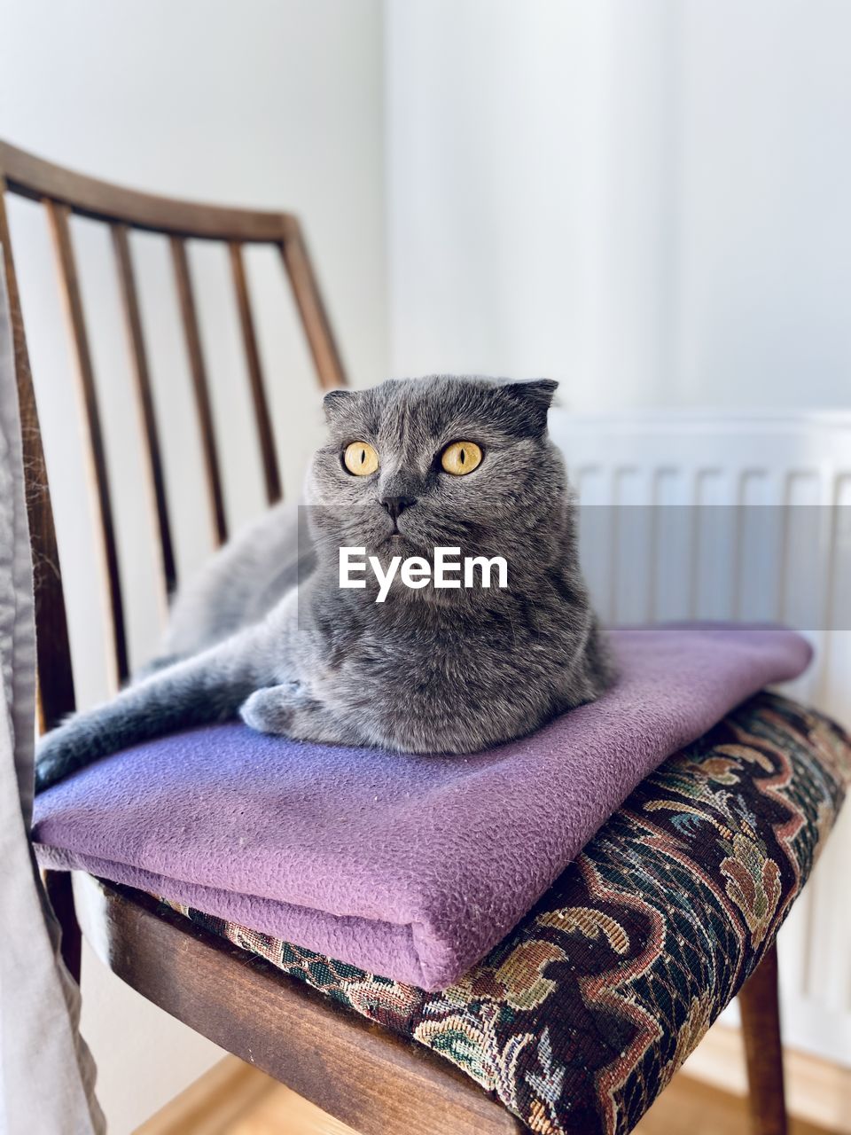 Portrait of cat relaxing on chair