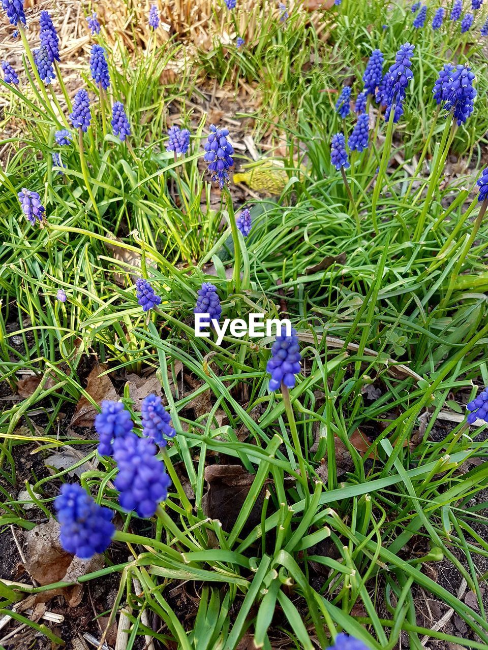 Close-up of purple flowers blooming in field