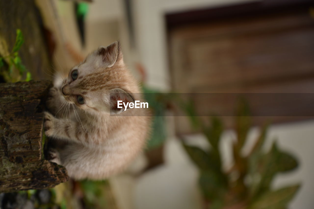 animal themes, animal, mammal, one animal, pet, domestic animals, no people, rodent, domestic cat, focus on foreground, whiskers, plant, cat, close-up, nature, indoors, flower, selective focus, feline, animal wildlife, tree