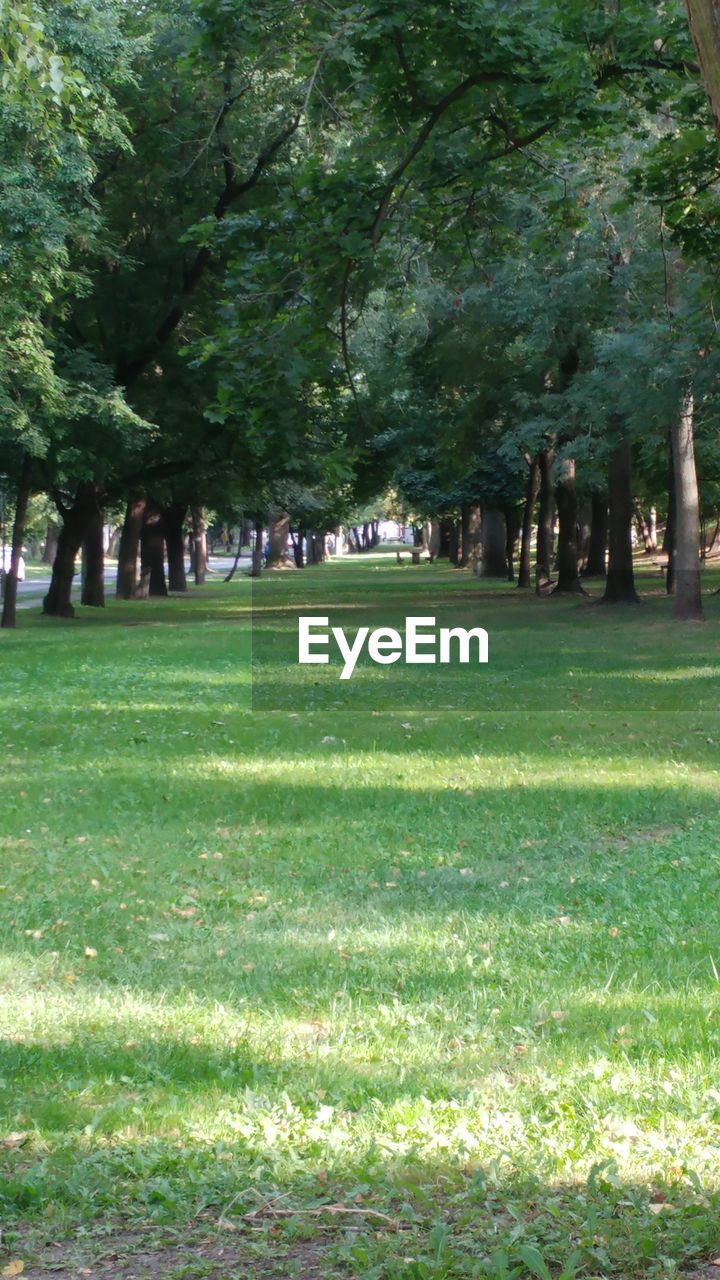 TREES IN PARK