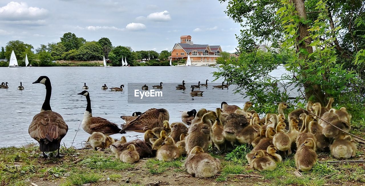 Canada geese with goslings at lakeshore