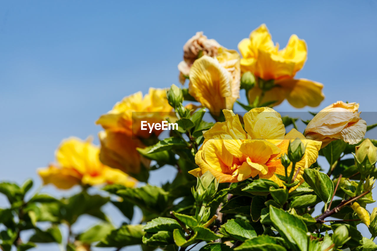 CLOSE-UP OF YELLOW FLOWERING PLANT