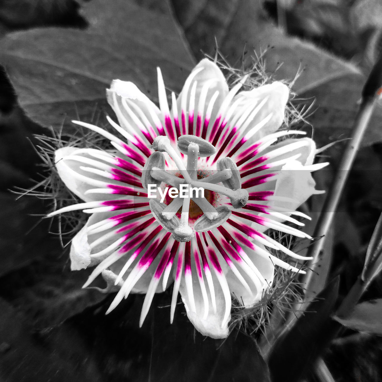 CLOSE-UP OF PURPLE FLOWER