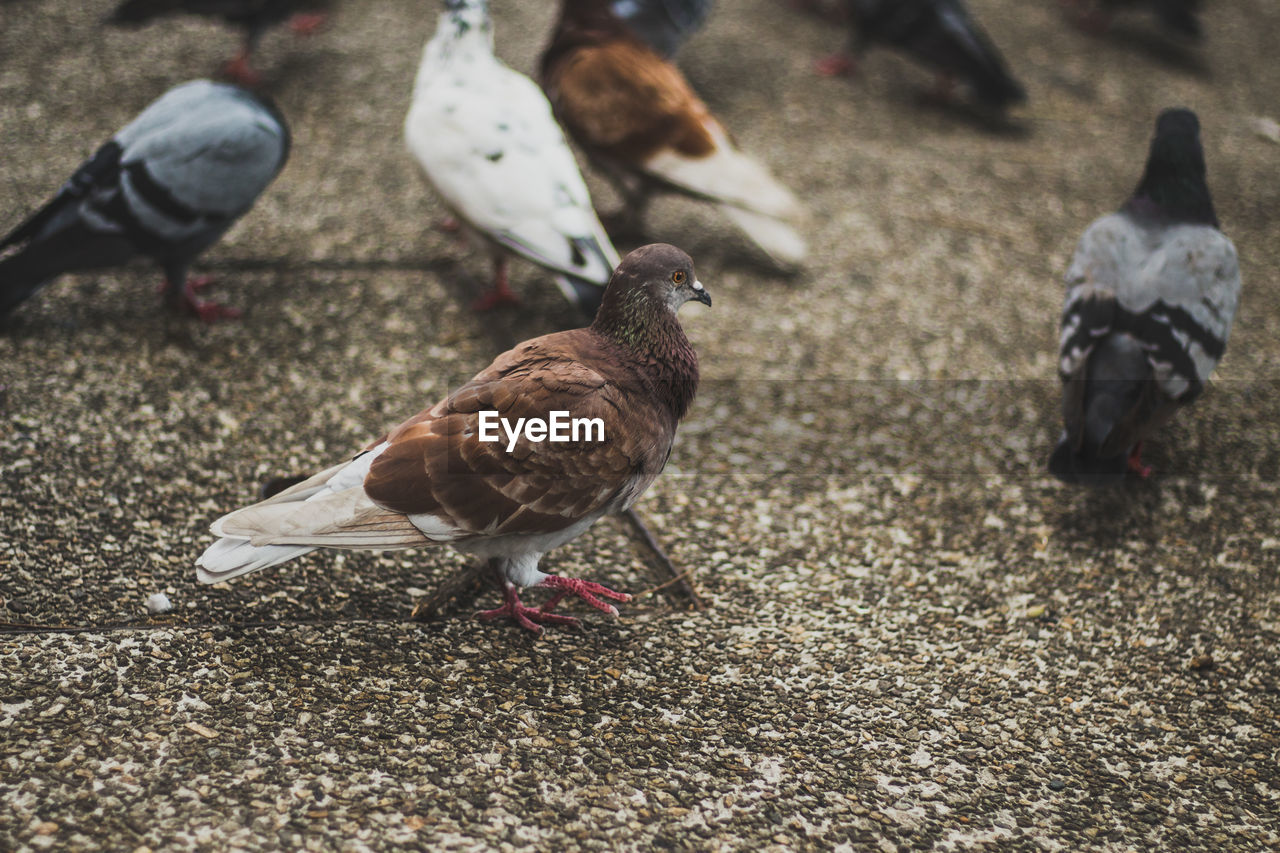 HIGH ANGLE VIEW OF PIGEON ON GROUND