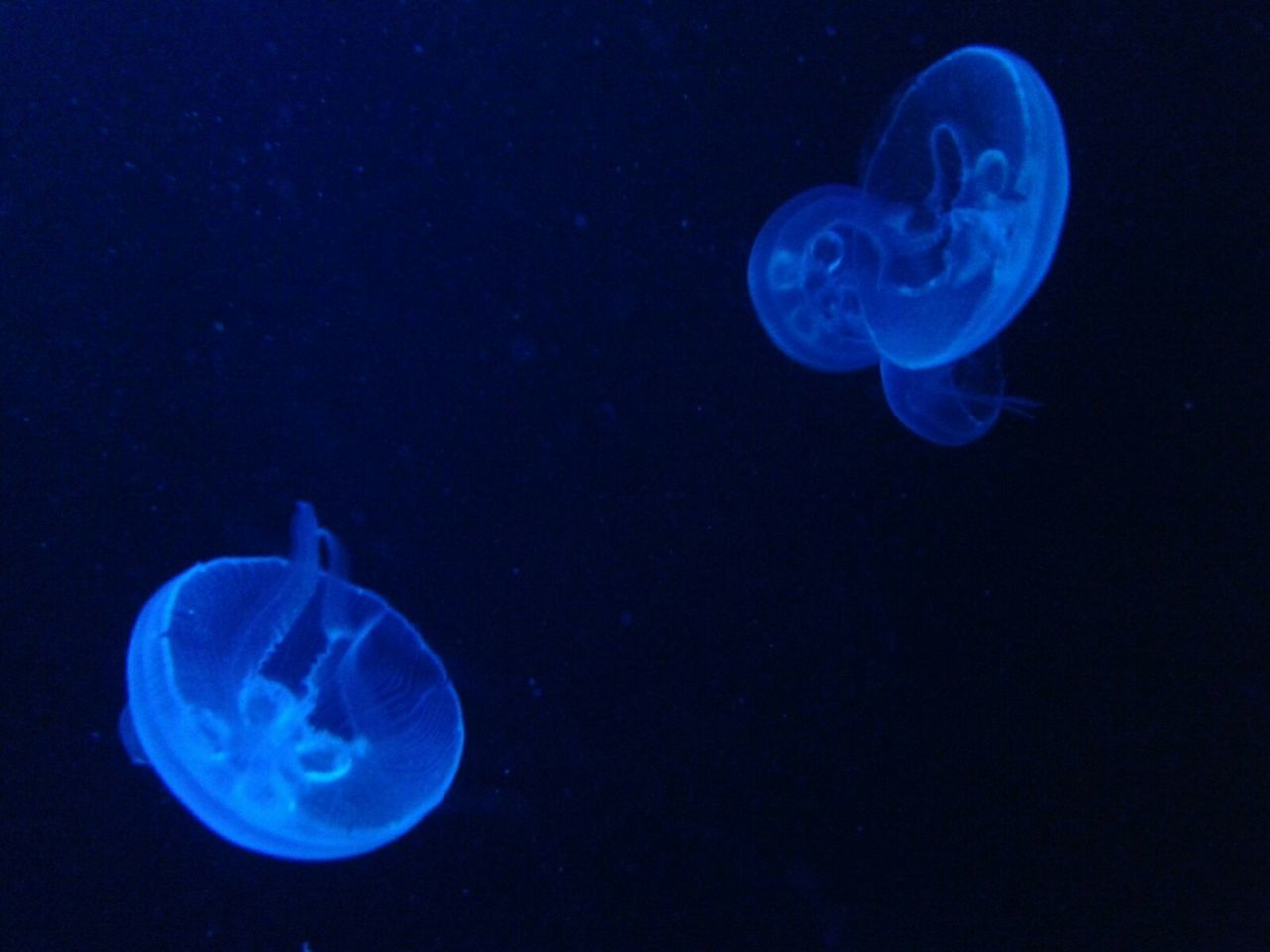 CLOSE-UP OF JELLYFISH UNDERWATER