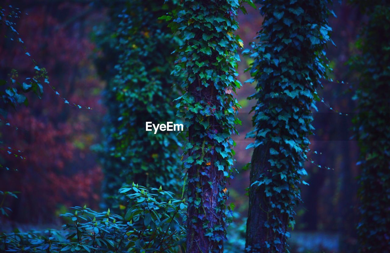 Close-up of ivy growing on tree in forest