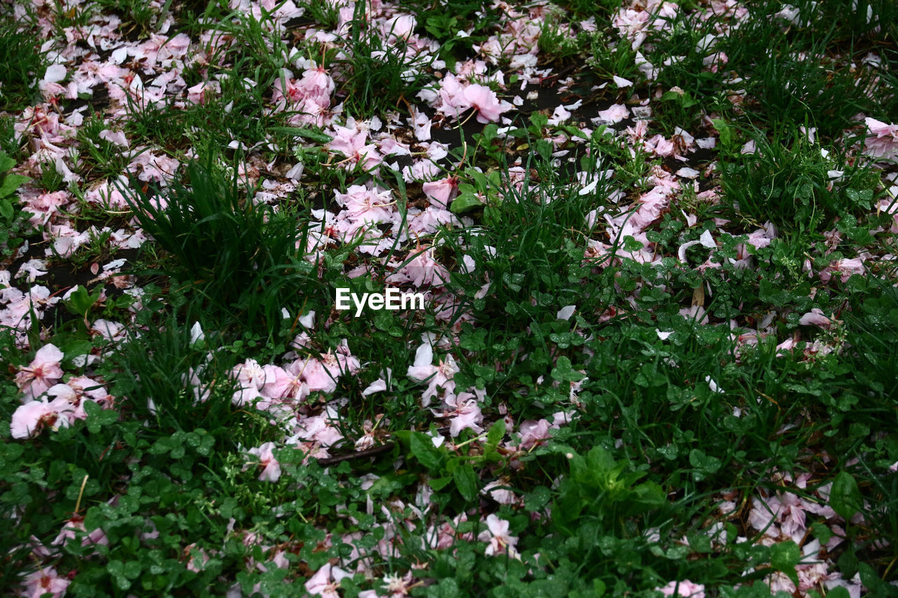 Close-up of pink flowers