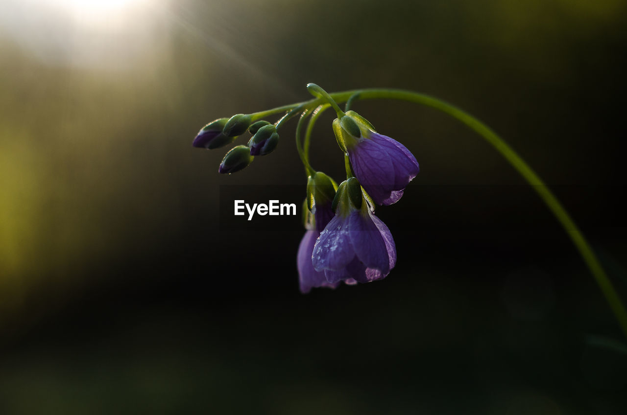 Close-up of flower against blurred background