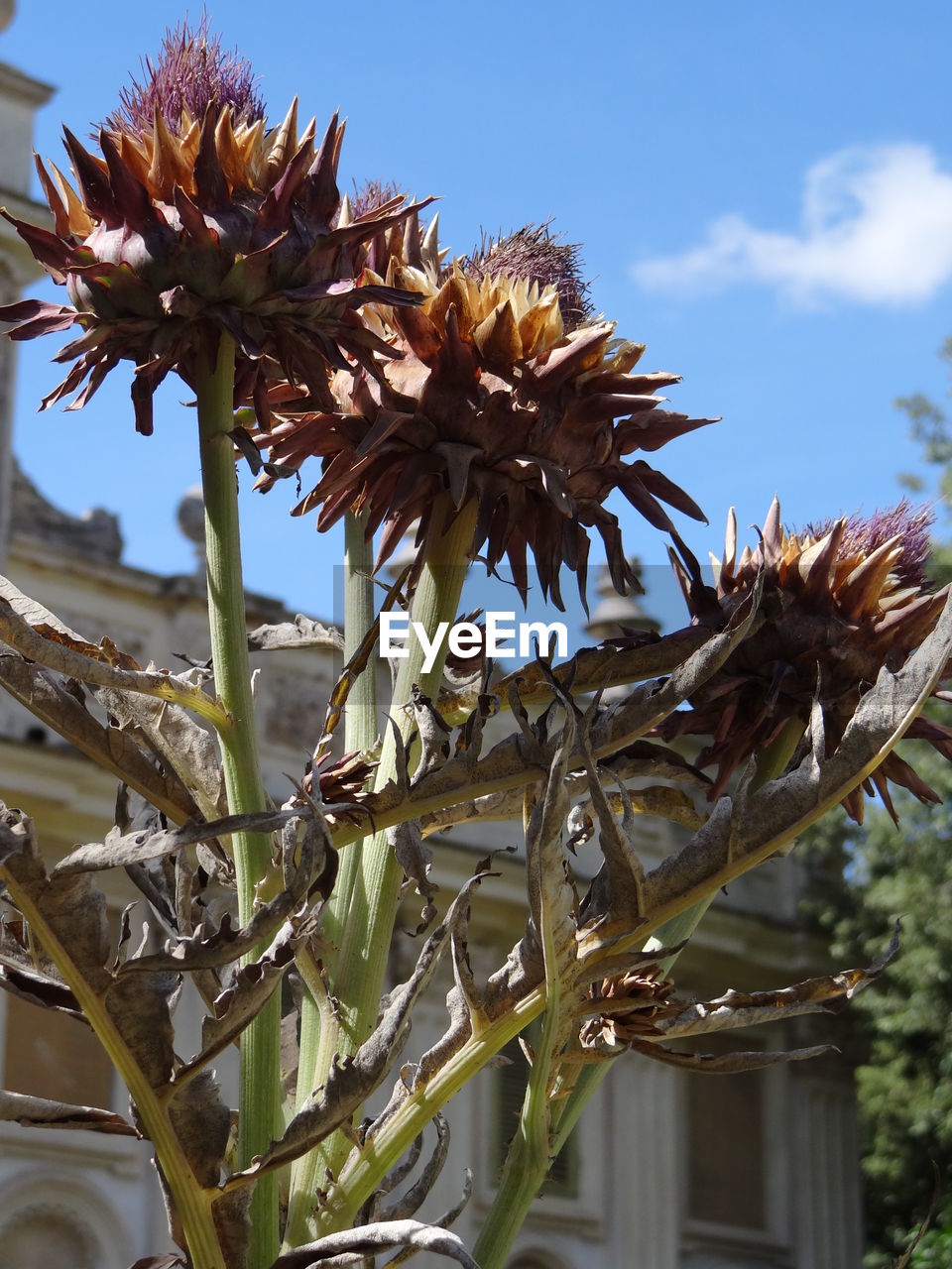 LOW ANGLE VIEW OF PLANT AGAINST SKY