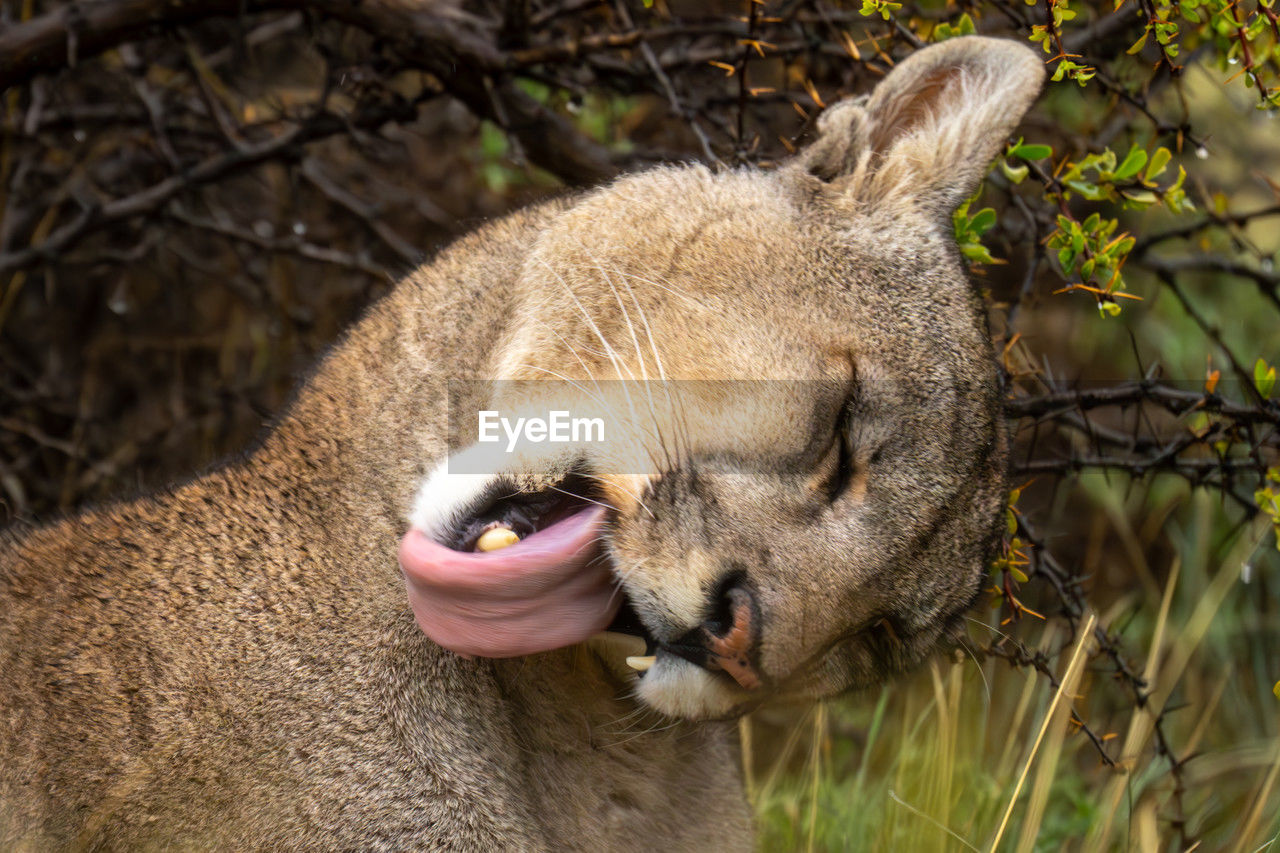 animal themes, animal, mammal, one animal, wildlife, animal wildlife, animal body part, no people, close-up, nature, plant, animal head, day, eating, domestic animals, outdoors, focus on foreground, eyes closed, pet