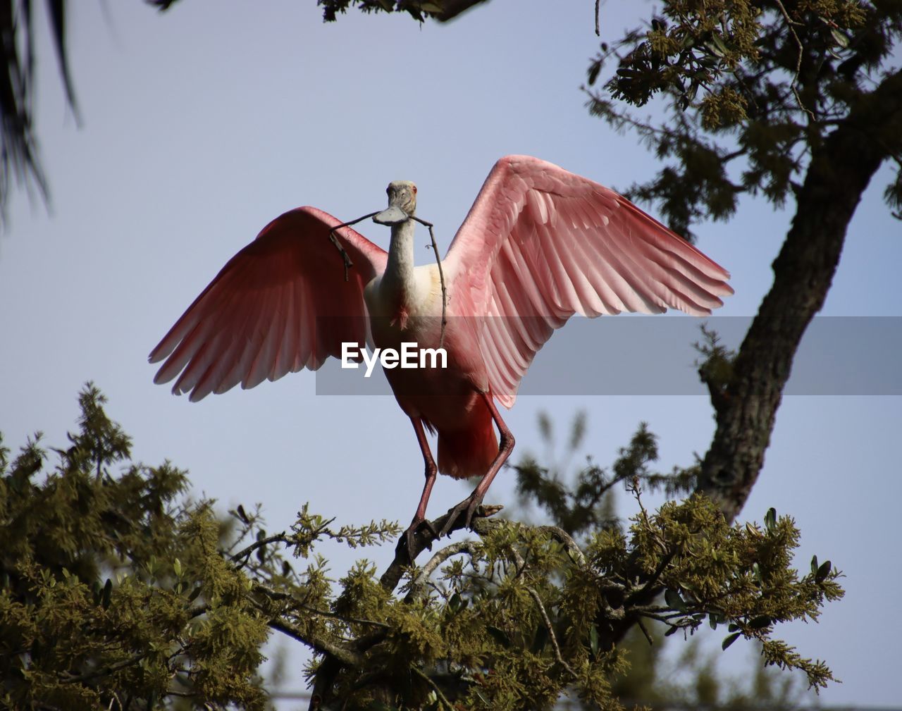 bird, tree, animal themes, animal, animal wildlife, wildlife, plant, one animal, flying, nature, animal body part, sky, spread wings, no people, branch, low angle view, outdoors, day, flower, ciconiiformes, stork, full length