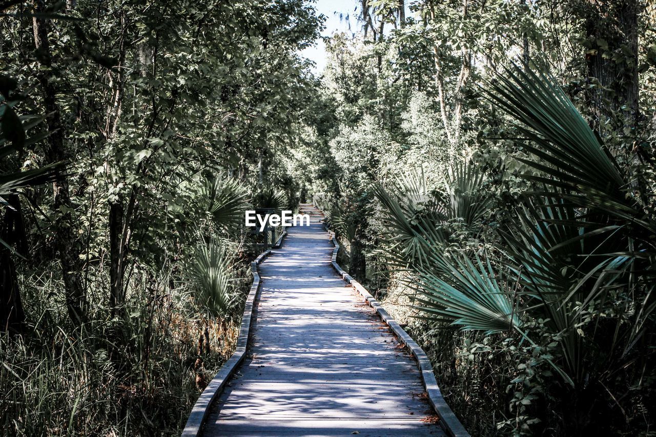 View of trees along footpath in forest