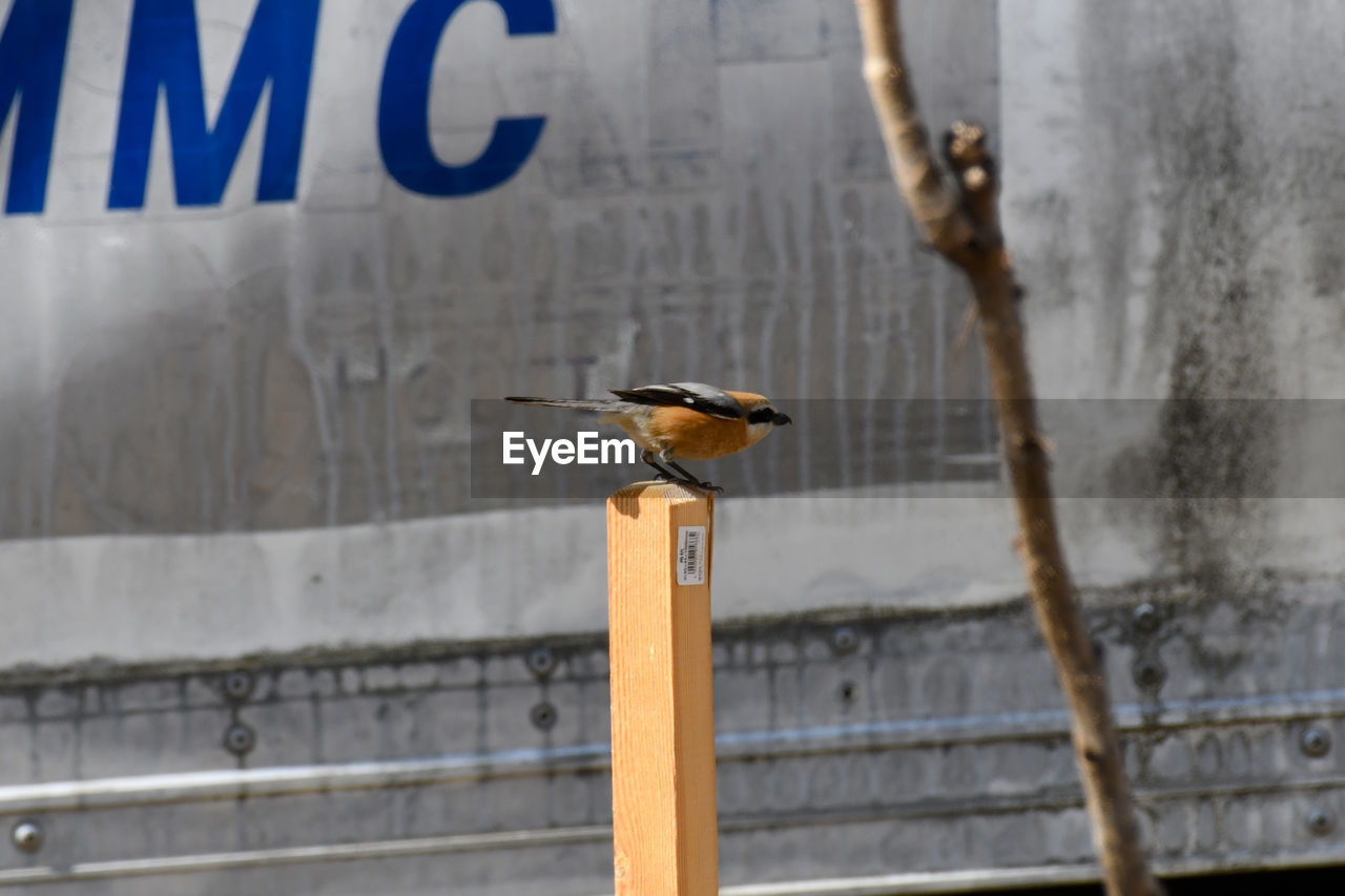 CLOSE-UP OF BIRD PERCHING