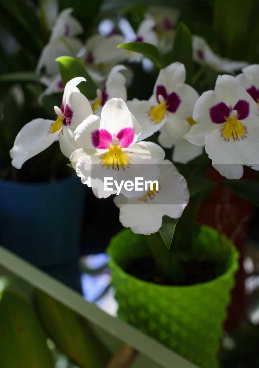 CLOSE-UP OF WHITE FRANGIPANI FLOWERS BLOOMING OUTDOORS