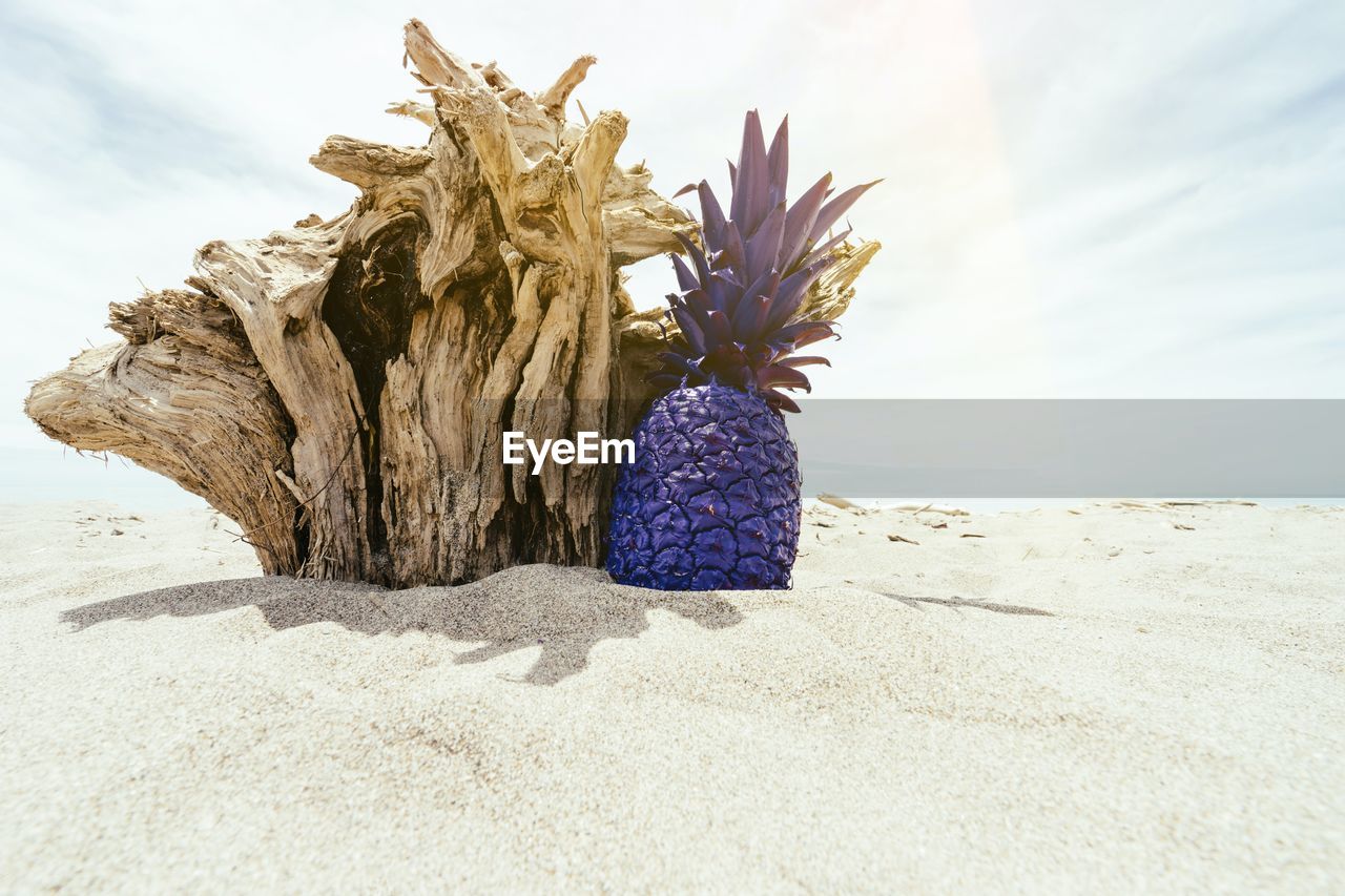 CLOSE-UP OF PLANT ON BEACH