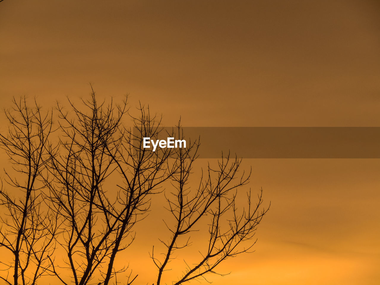 sunset, sky, silhouette, tree, bare tree, beauty in nature, nature, orange color, dawn, scenics - nature, plant, no people, tranquility, branch, evening, tranquil scene, cloud, afterglow, dramatic sky, environment, yellow, prairie, horizon, landscape, outdoors, savanna, non-urban scene, red sky at morning, twilight, sunlight, sun, idyllic, land, gold, copy space, romantic sky, vibrant color