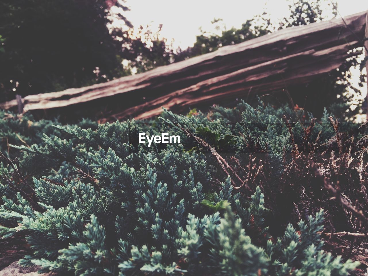 Low angle view of plants and wooden fence