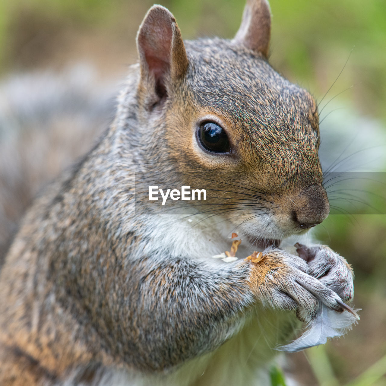 Portrait of an eastern grey squirrel eating a nut