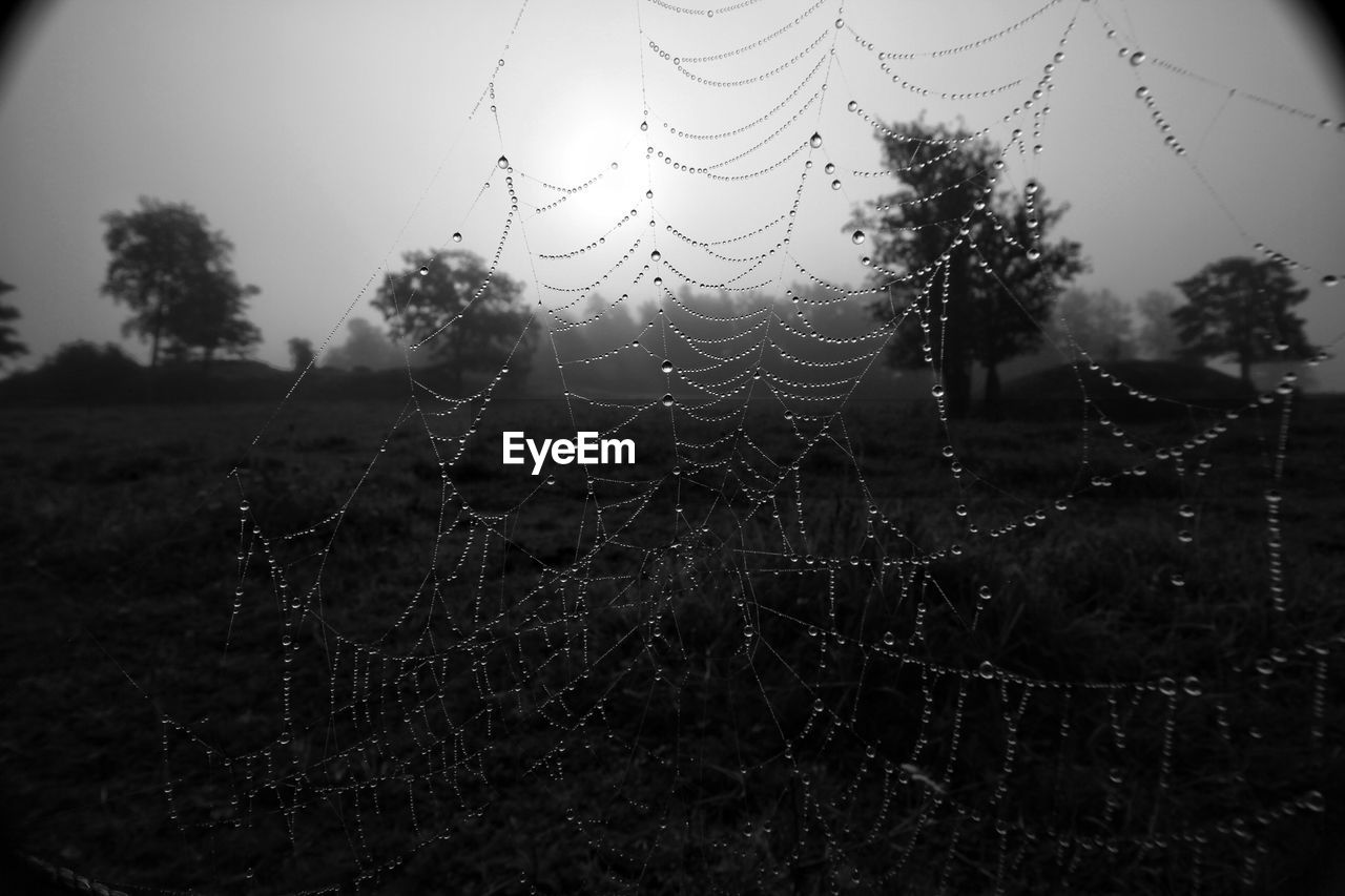 Close-up of spider web with rain drops against foggy weather