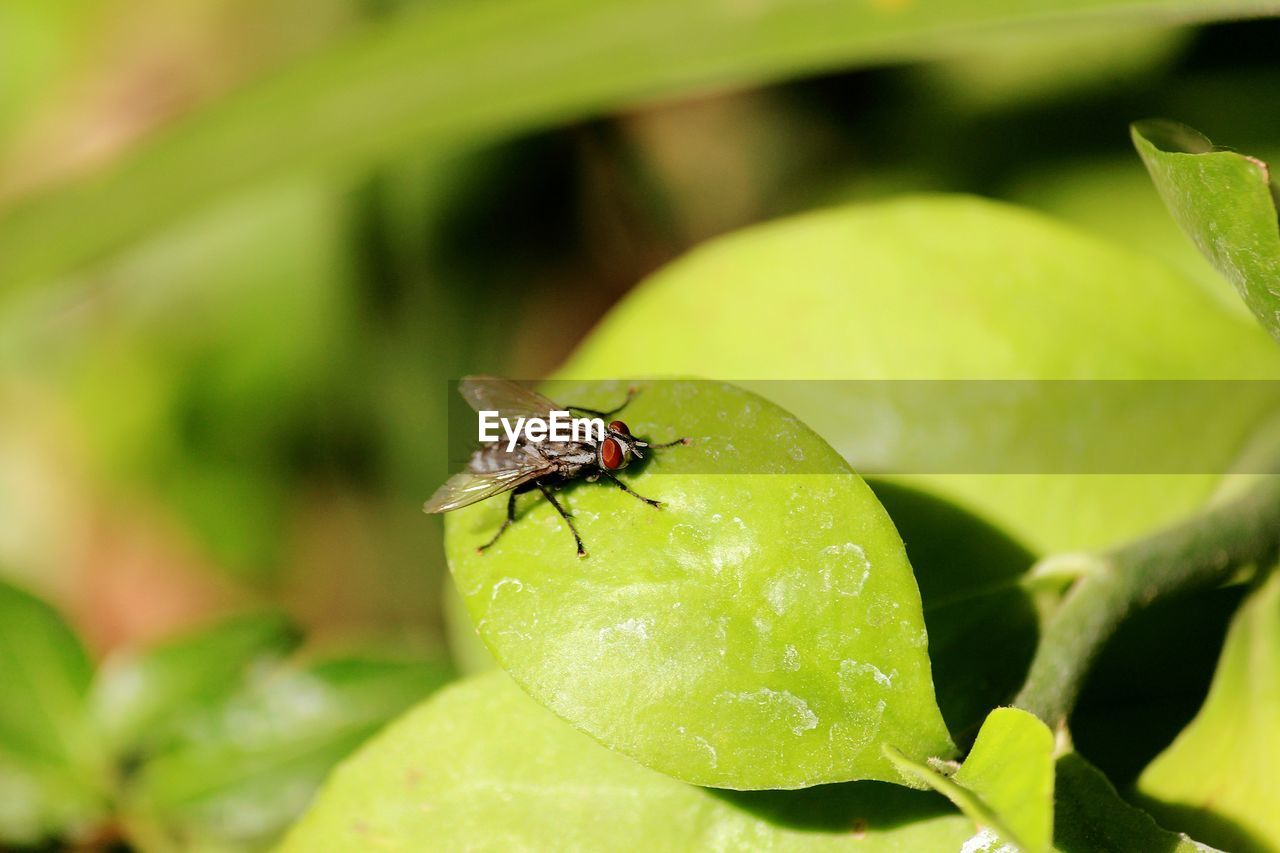 Close-up of fly on leaf