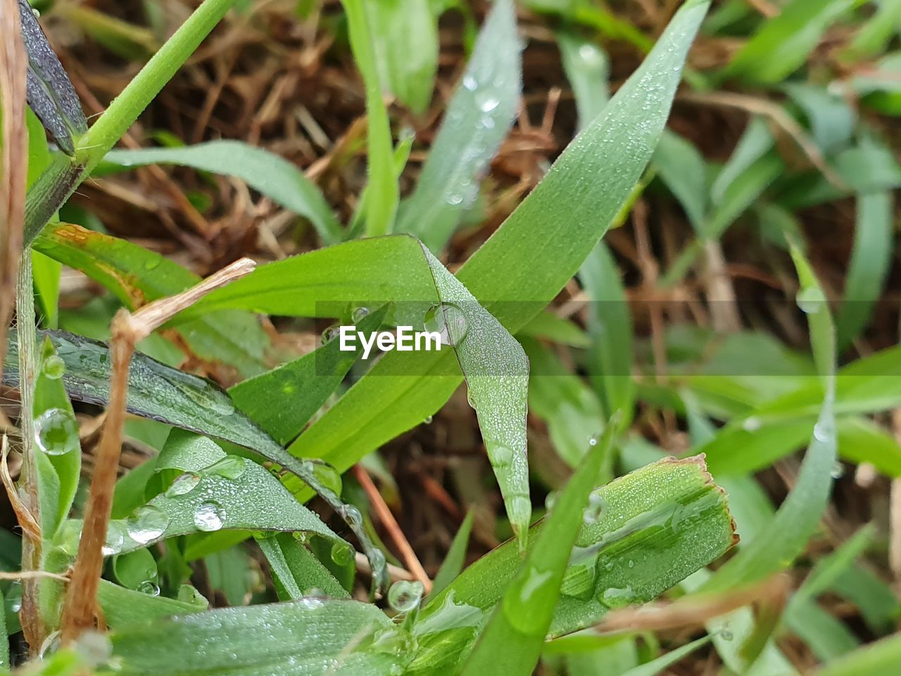 HIGH ANGLE VIEW OF INSECT ON LEAF