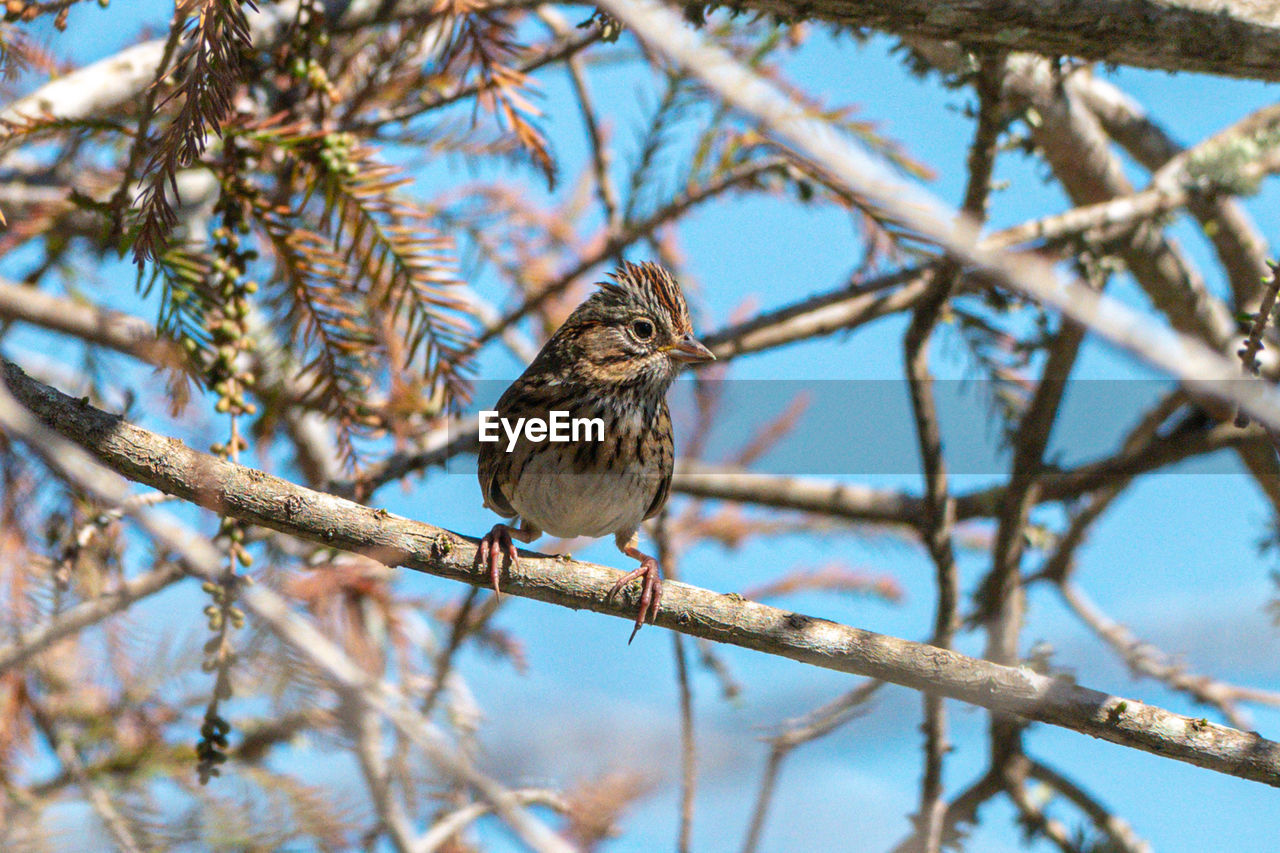 LOW ANGLE VIEW OF BIRD PERCHING ON TREE