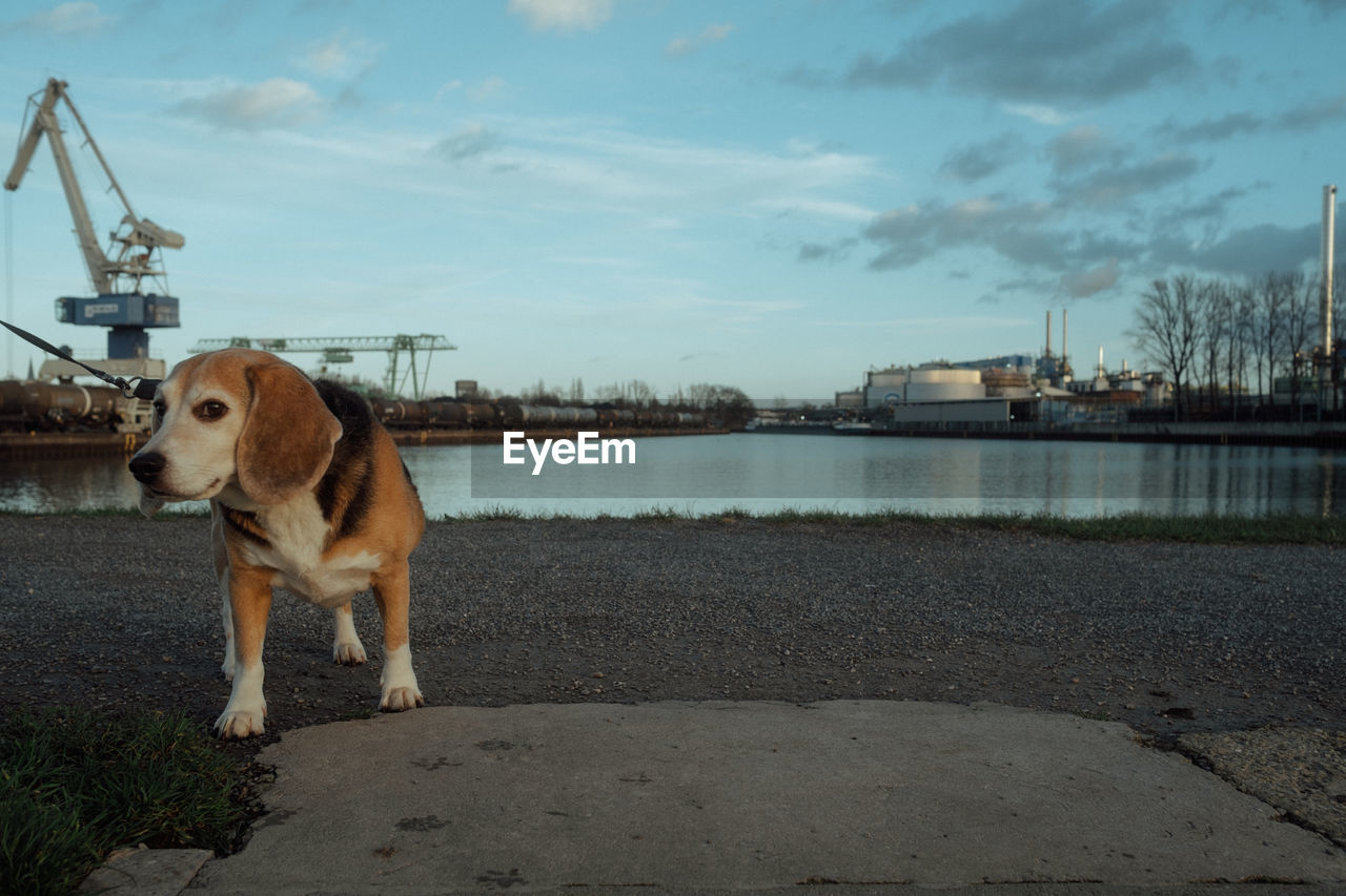 mammal, animal themes, animal, one animal, sky, domestic animals, pet, dog, canine, water, cloud, nature, architecture, no people, carnivore, transportation, sea, day, morning, tree, city, built structure, vacation, outdoors