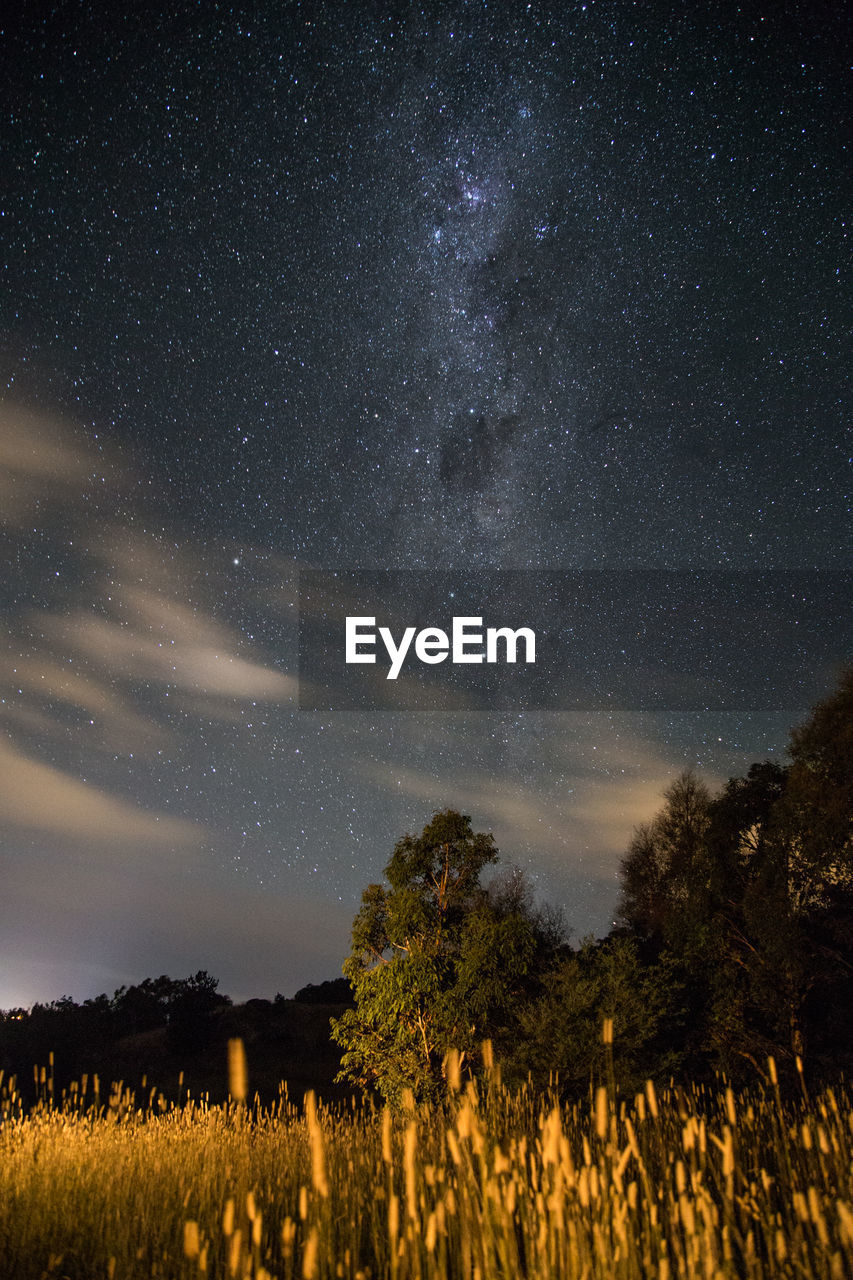 Trees on field against sky at night