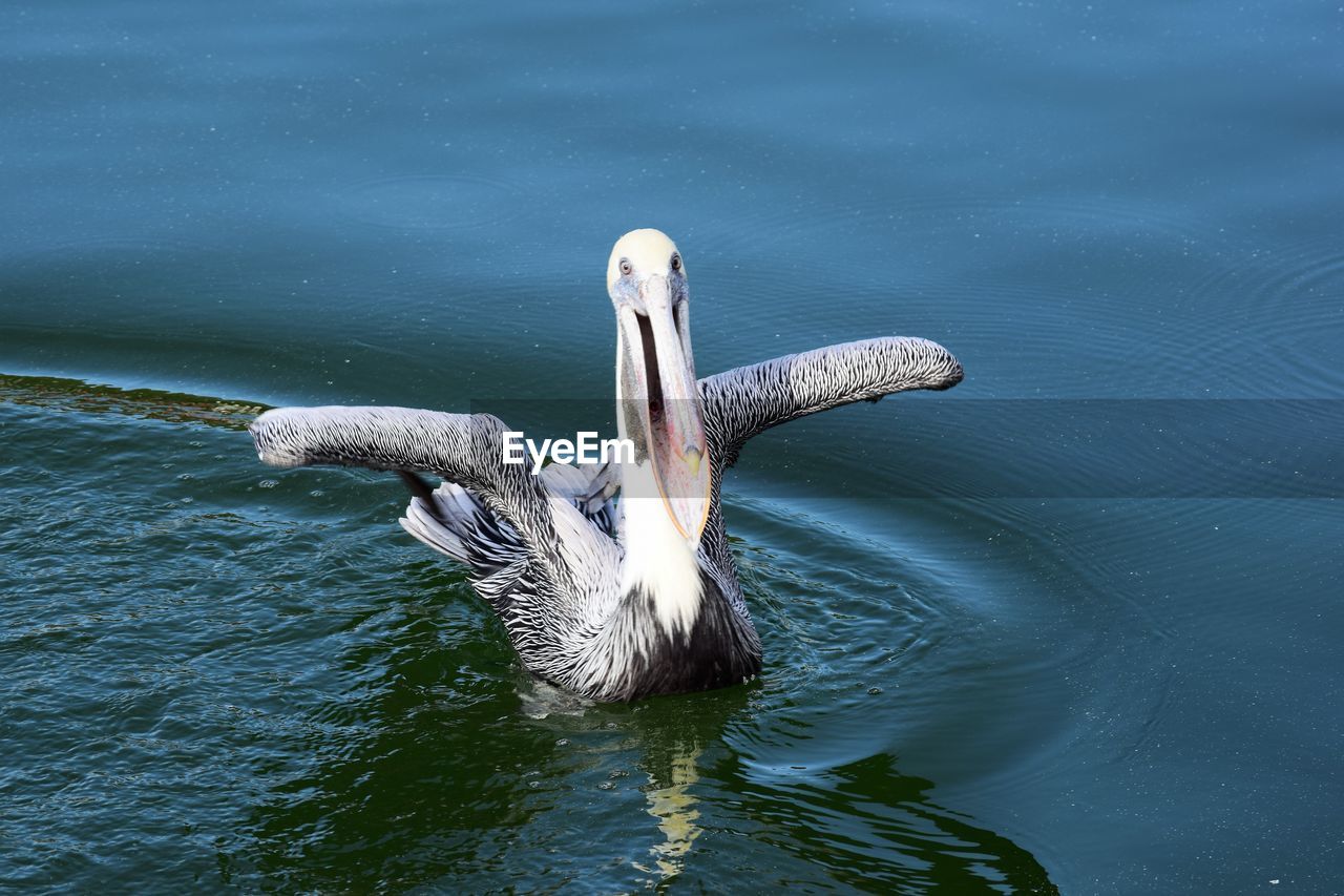 BIRD ON WATER