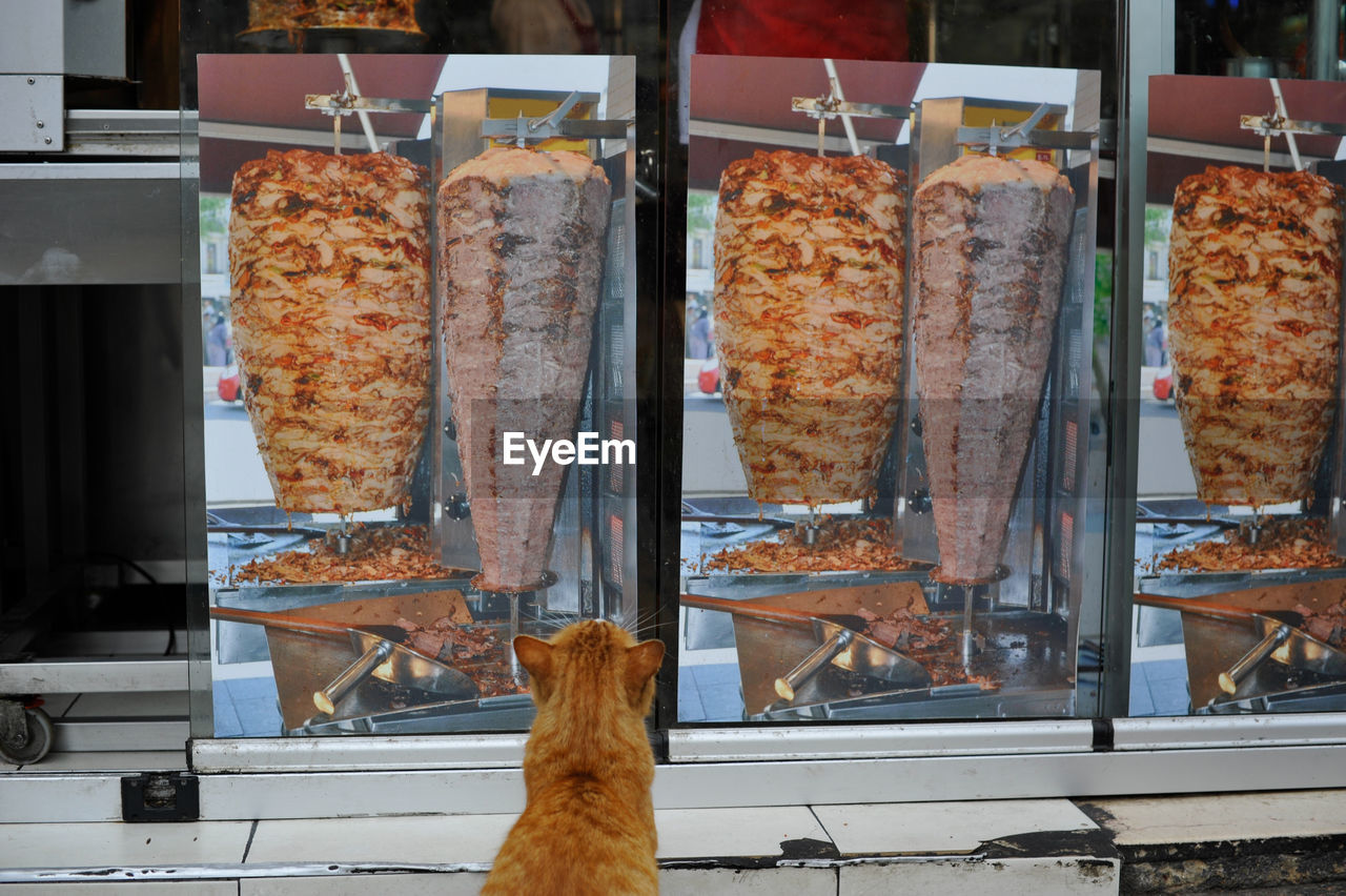 Cat looking up at meat posters on glass in restaurant