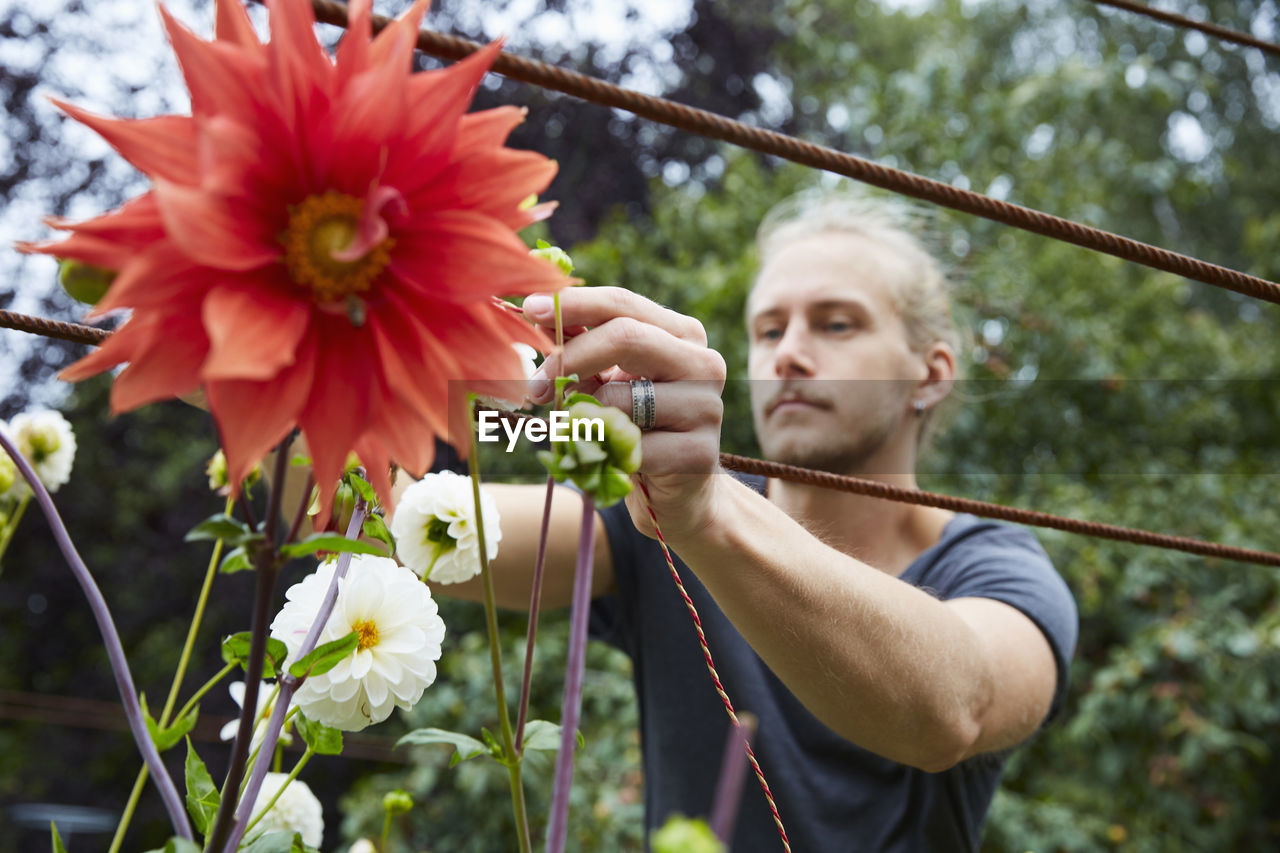 Mid adult gardener tying string to flowers for support in yard