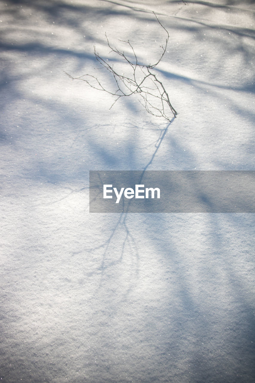 Close-up of bare tree in snow