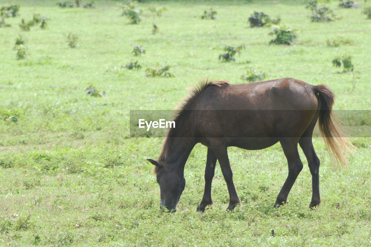 HORSE GRAZING IN FIELD