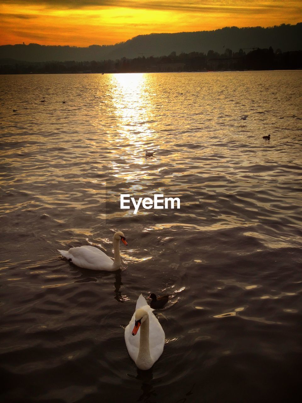 High angle view of swans swimming on lake at sunset