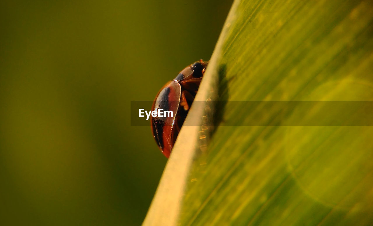 CLOSE-UP OF GRASSHOPPER ON LEAF