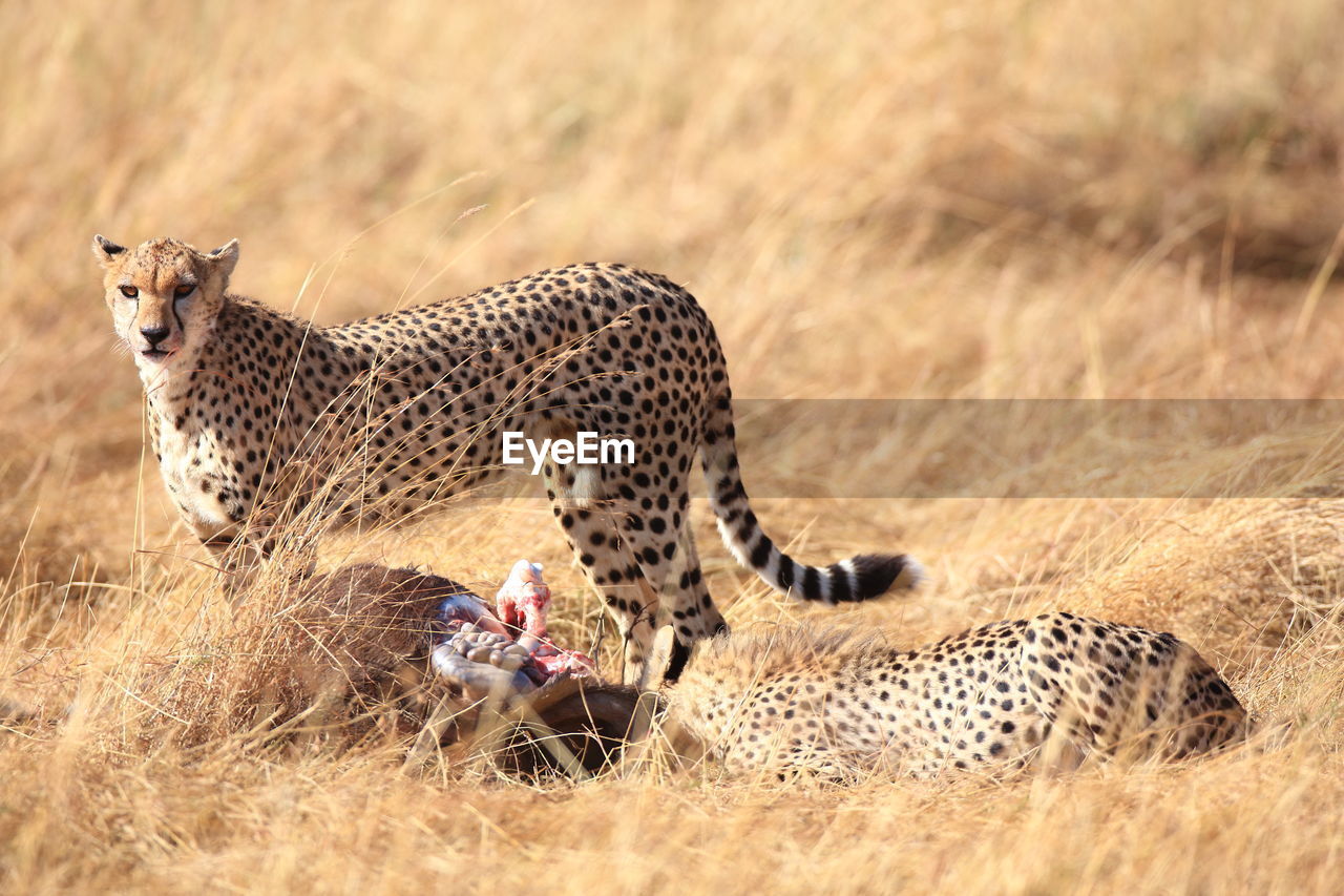 Cheetahs by prey on grassy field