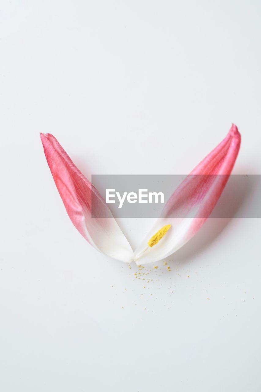 Close-up of pink flower over white background