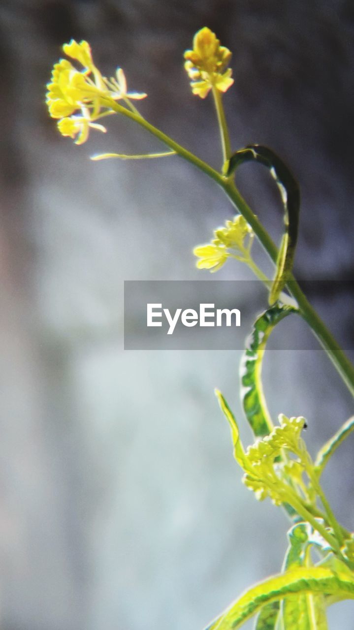 CLOSE UP OF YELLOW FLOWERING PLANT