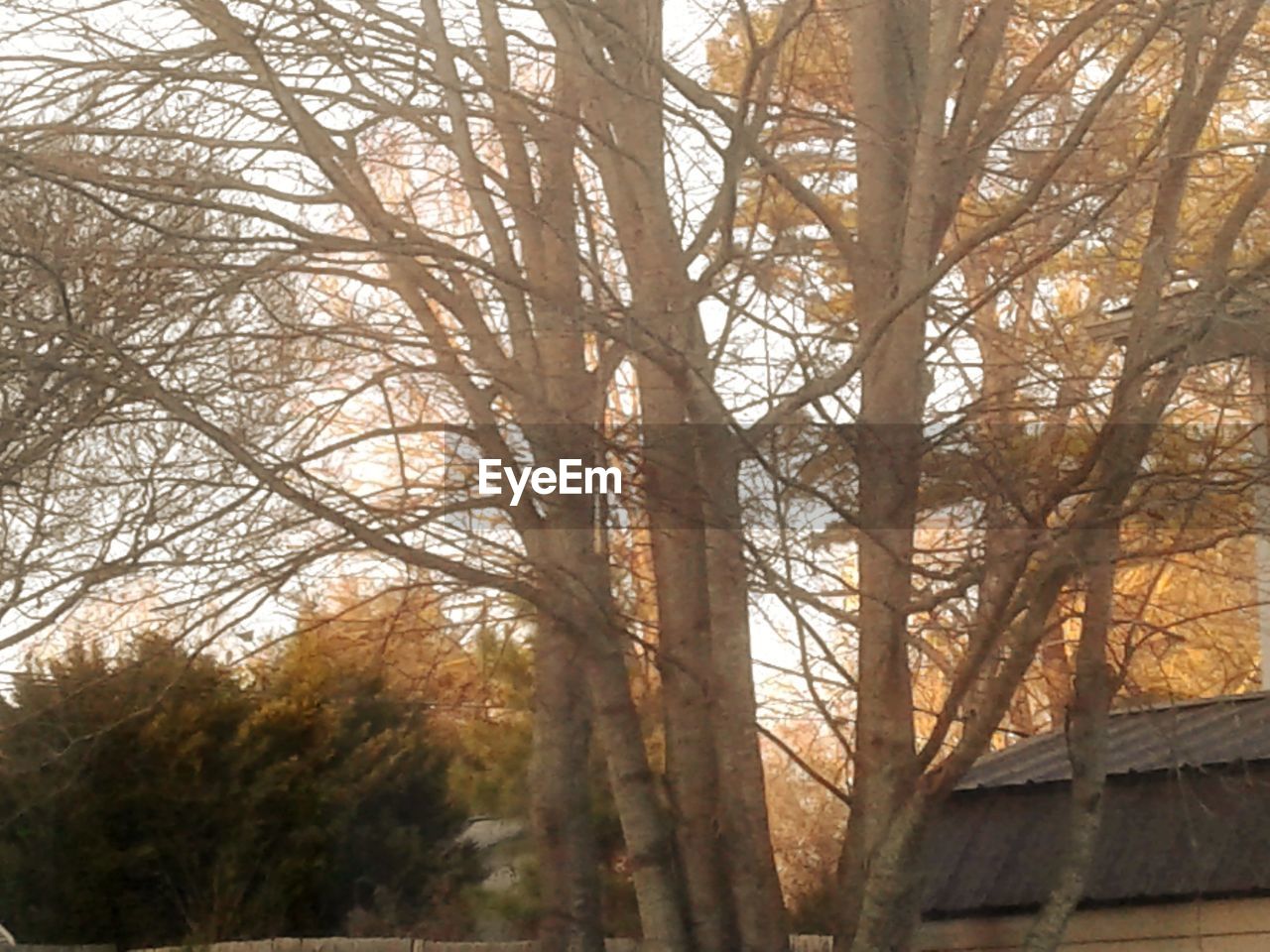 CLOSE-UP OF TREE IN FOREST